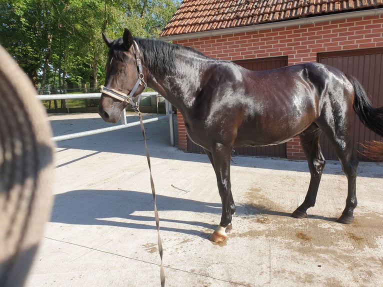 Westphalian Stallion 4 years 17 hh Bay-Dark in Wadersloh