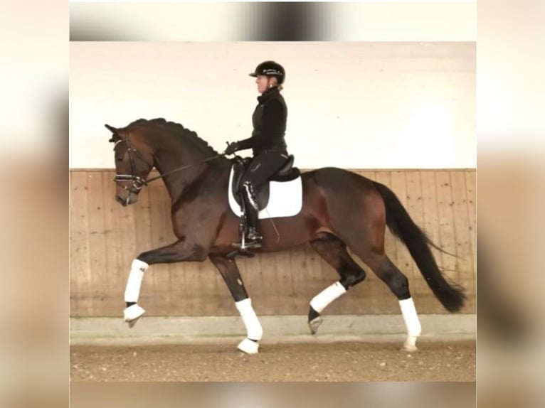 Westphalian Stallion 4 years 17,1 hh Bay-Dark in Dorsten