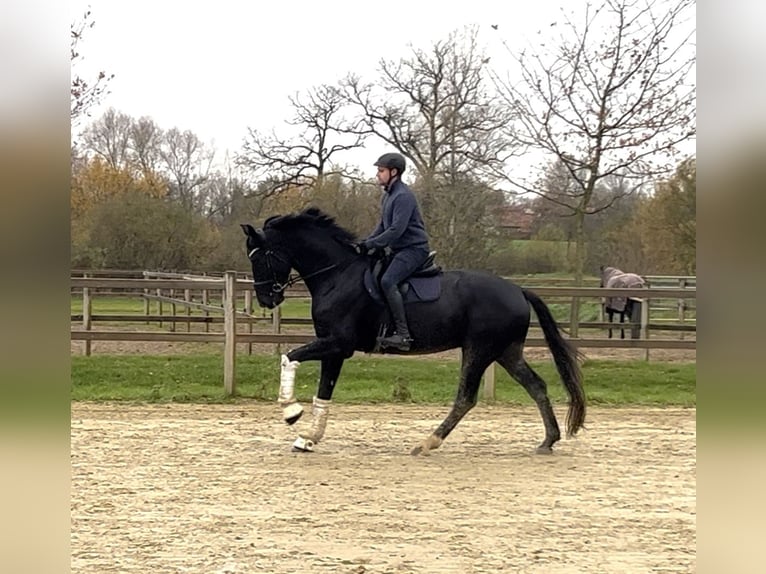 Westphalian Stallion 4 years 17,1 hh Smoky-Black in Altenberge