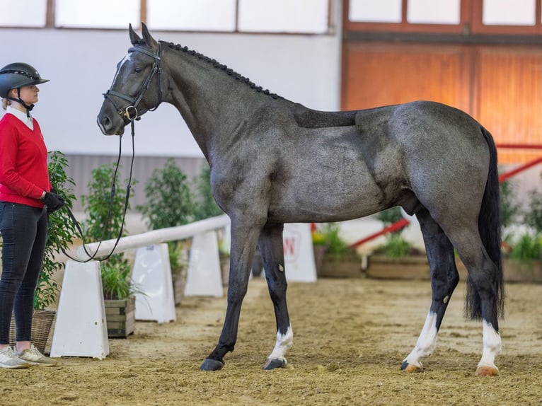 Westphalian Stallion 4 years Grey in Münster-Handorf