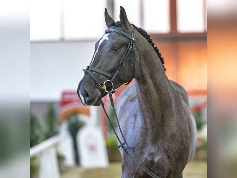 Westphalian Stallion 4 years Grey in Münster-Handorf