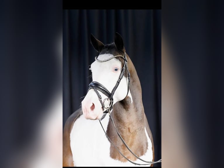 Westphalian Stallion 5 years 14,2 hh Pinto in Altenstadt