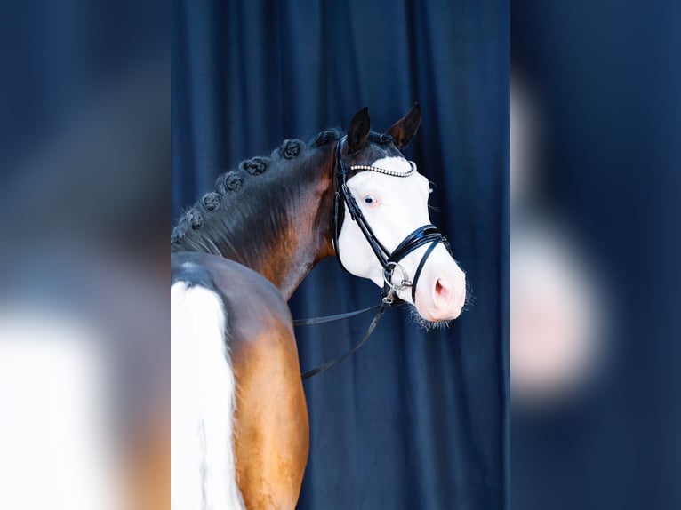 Westphalian Stallion 5 years 14,2 hh Pinto in Altenstadt