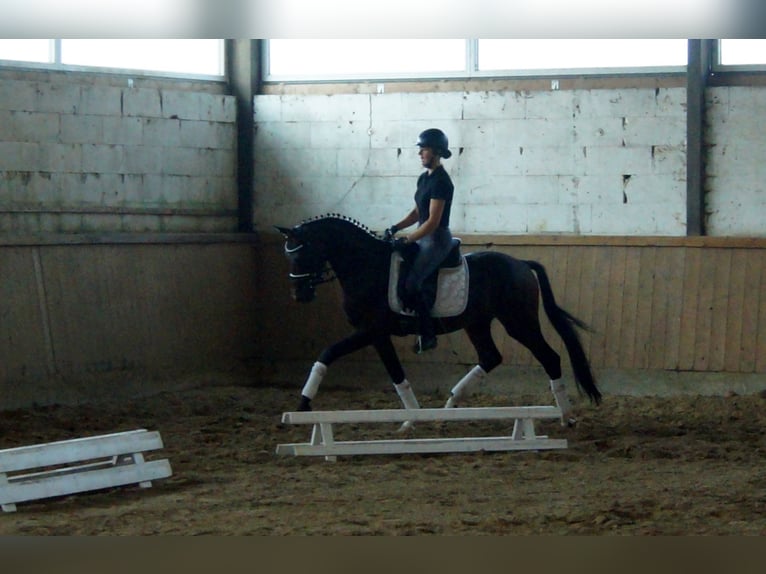 Westphalian Stallion 5 years 15,2 hh Brown in Iserlohn