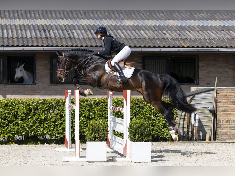 Westphalian Stallion 5 years 16.3 hh  in Waddinxveen