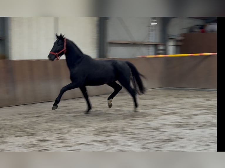 Westphalian Stallion 5 years 16,1 hh Black in Zieuwent