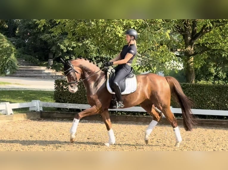 Westphalian Stallion 5 years 16,1 hh Chestnut in Rottenburg an der Laaber