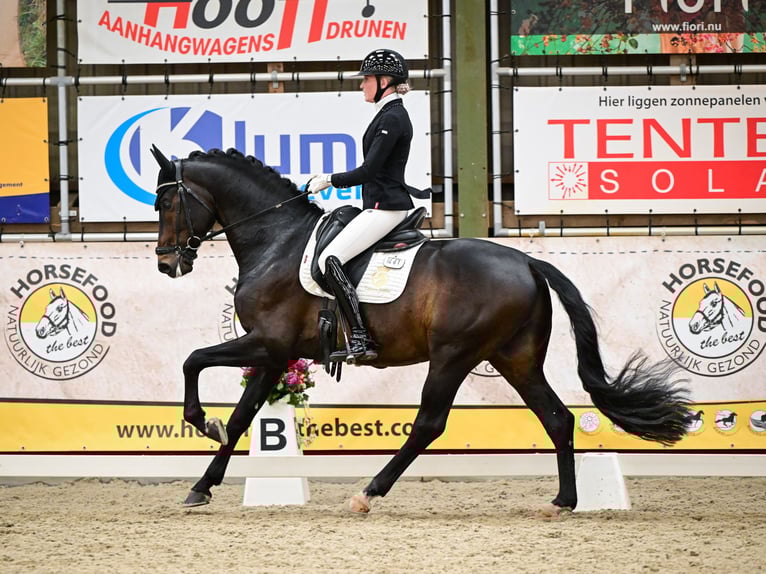 Westphalian Stallion 5 years 16,2 hh Smoky-Black in Aalsmeer