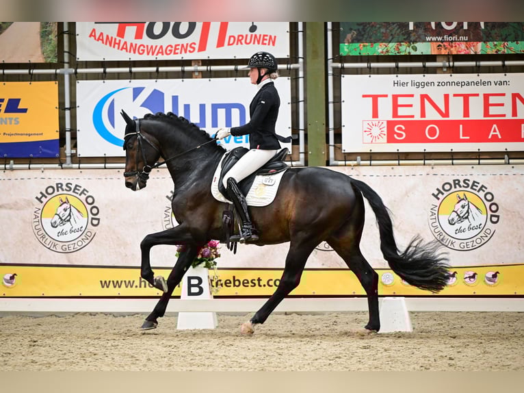 Westphalian Stallion 5 years 16,2 hh Smoky-Black in Aalsmeer