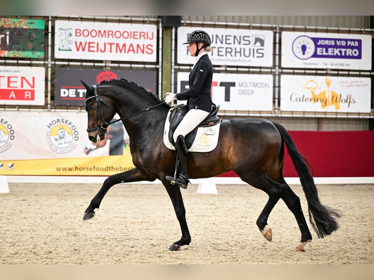 Westphalian Stallion 5 years 16,2 hh Smoky-Black in Aalsmeer