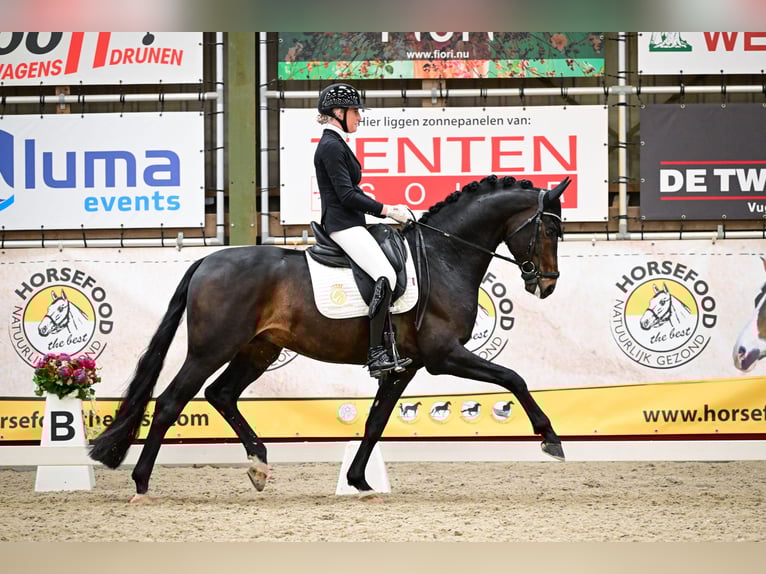 Westphalian Stallion 5 years 16,2 hh Smoky-Black in Aalsmeer