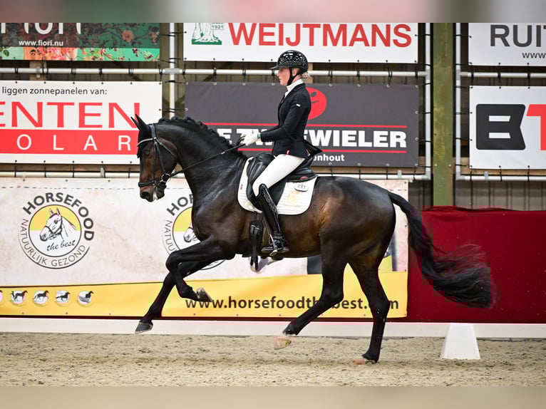 Westphalian Stallion 5 years 16,2 hh Smoky-Black in Aalsmeer