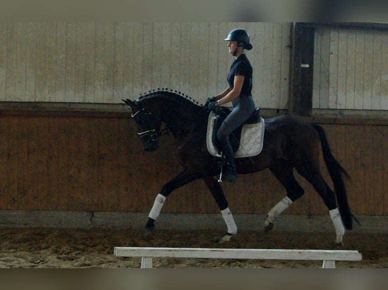 Westphalian Stallion 6 years 15,2 hh Brown in Iserlohn