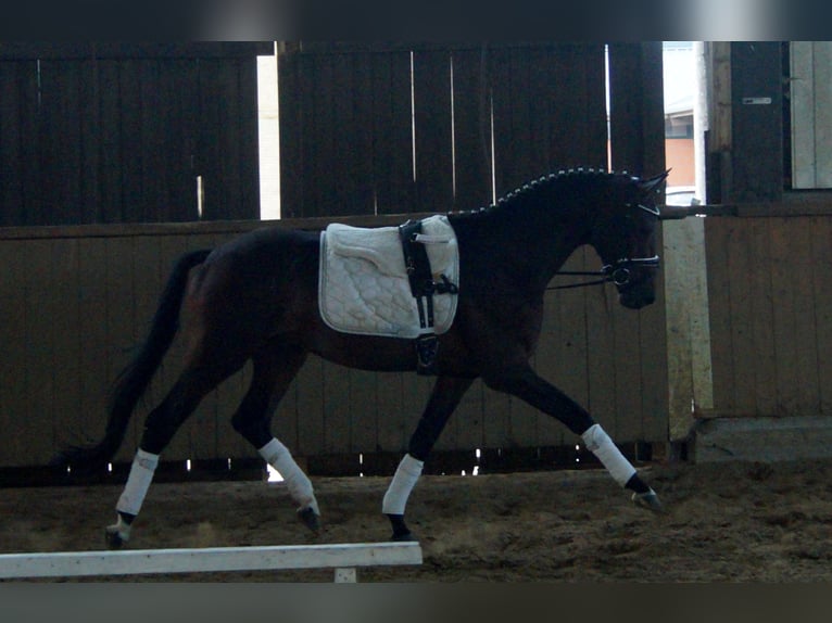 Westphalian Stallion 6 years 15,2 hh Brown in Iserlohn