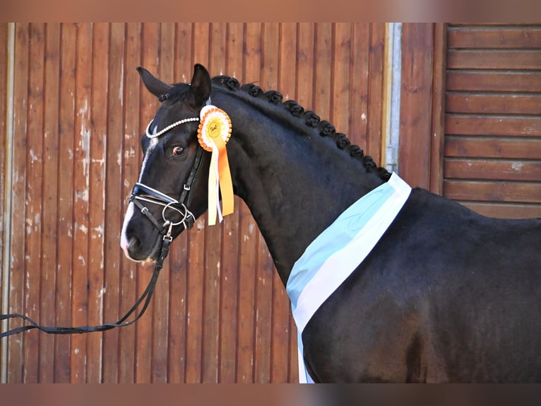 Westphalian Stallion 6 years 16 hh Black in Lippetal