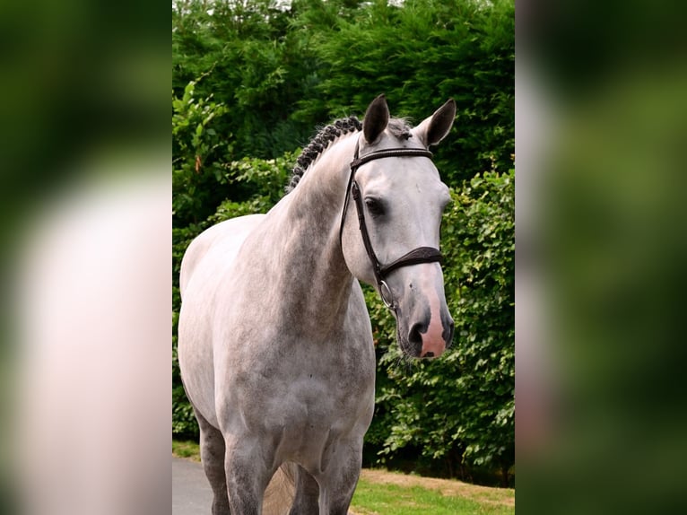 Westphalian Stallion 6 years 17 hh Gray in Bladel