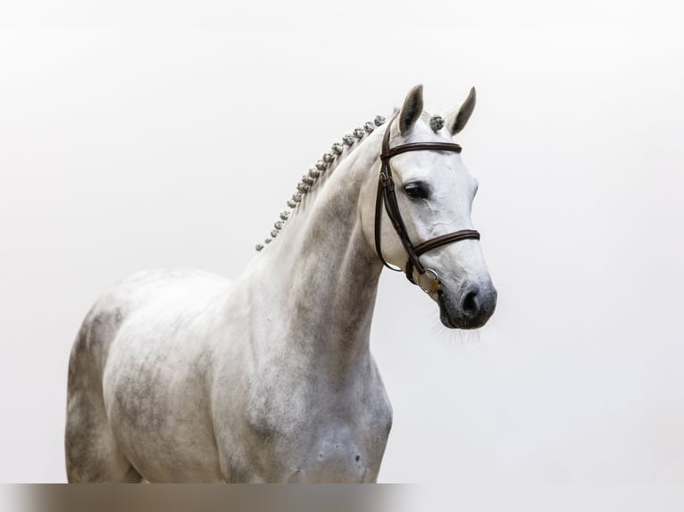 Westphalian Stallion 7 years 16 hh Grey in Waddinxveen