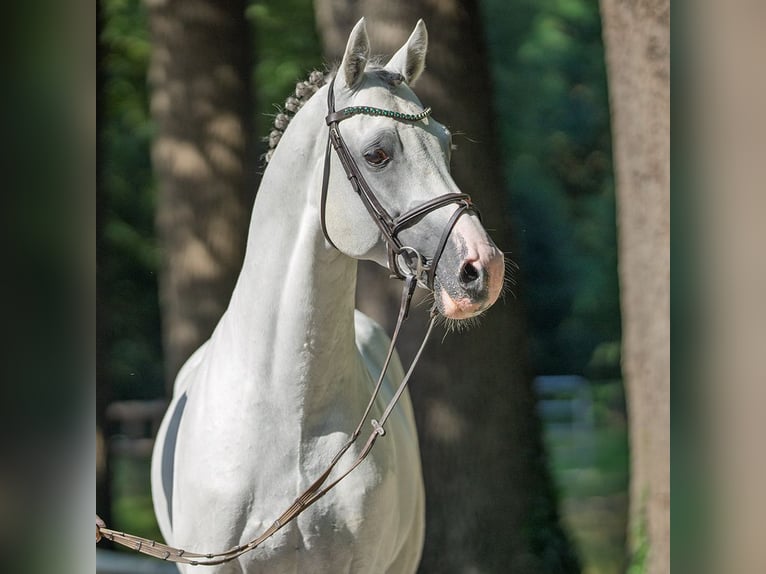 Westphalian Stallion 7 years 16,1 hh Grey in M&#xFC;nster-Handorf