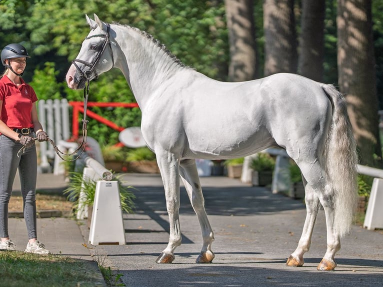 Westphalian Stallion 7 years 16,1 hh Grey in M&#xFC;nster-Handorf