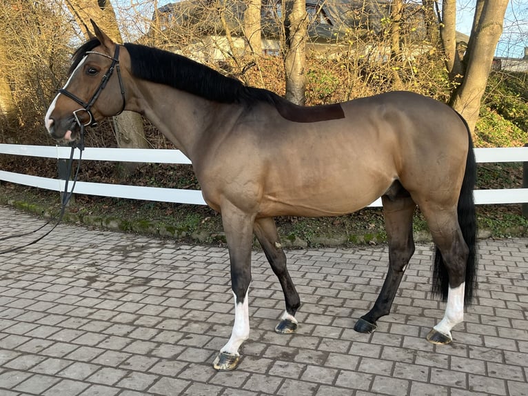 Westphalian Stallion 8 years 16,1 hh Brown in Neuried