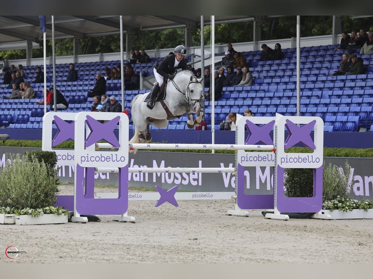 Westphalian Stallion 8 years 16,2 hh Grey in Peelbergen