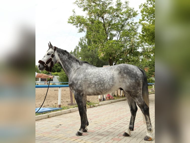 Westphalian, Stallion, 9 years, 16.3 hh, Grey