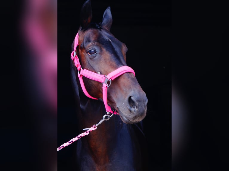 Westphalian Stallion Bay-Dark in Kębłowo