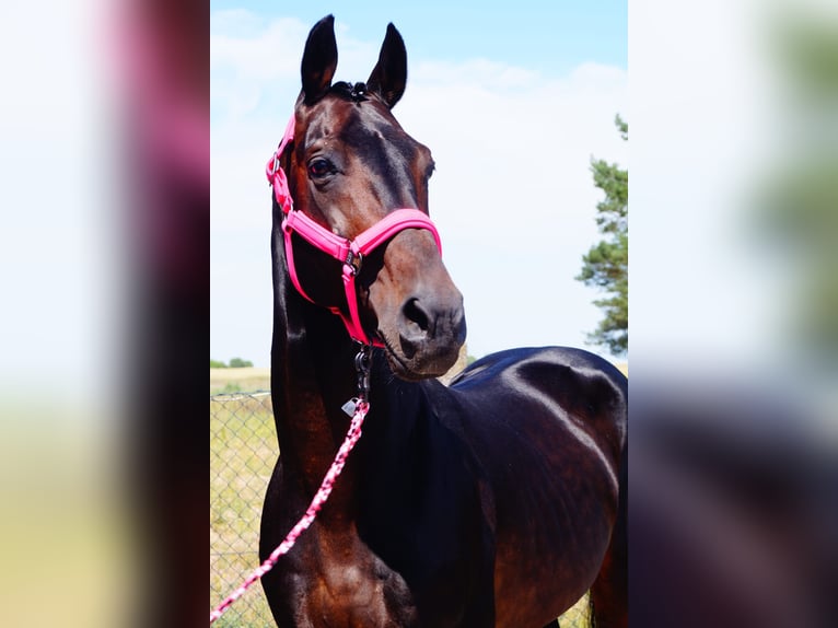 Westphalian Stallion Bay-Dark in Kębłowo