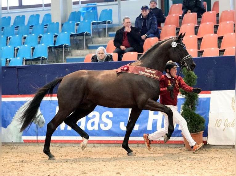 Westphalian Stallion Black in Bernstadt auf dem Eigen