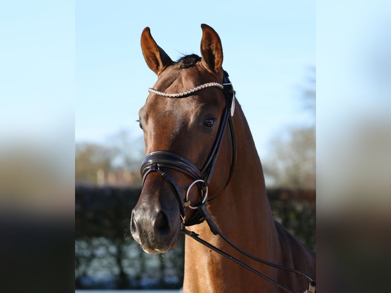 Westphalian Stallion Chestnut in Werder