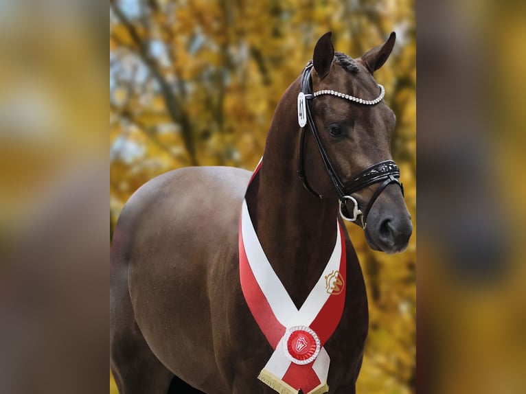 Westphalian Stallion Chestnut in Werder