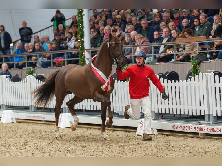 Westphalian Stallion Chestnut in Werder