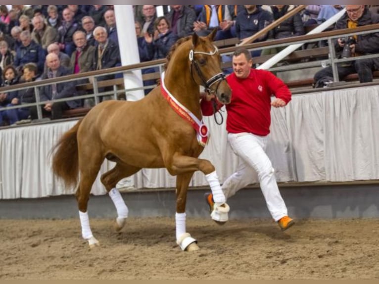 Westphalian Stallion Chestnut-Red in Celle