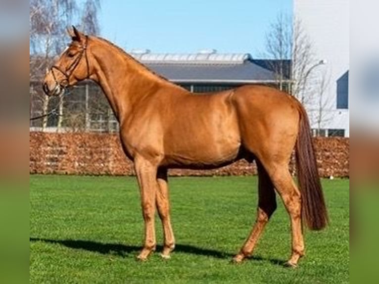 Westphalian Stallion Chestnut-Red in Hörstel