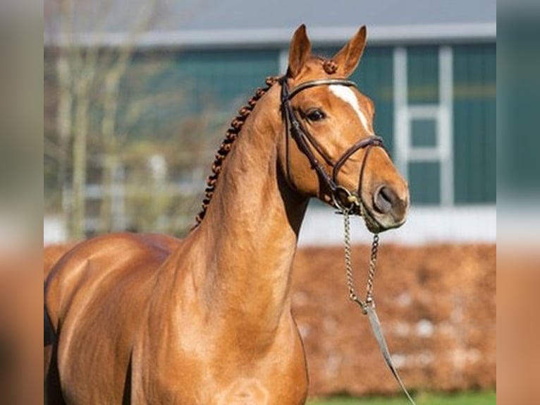 Westphalian Stallion Chestnut-Red in Hörstel