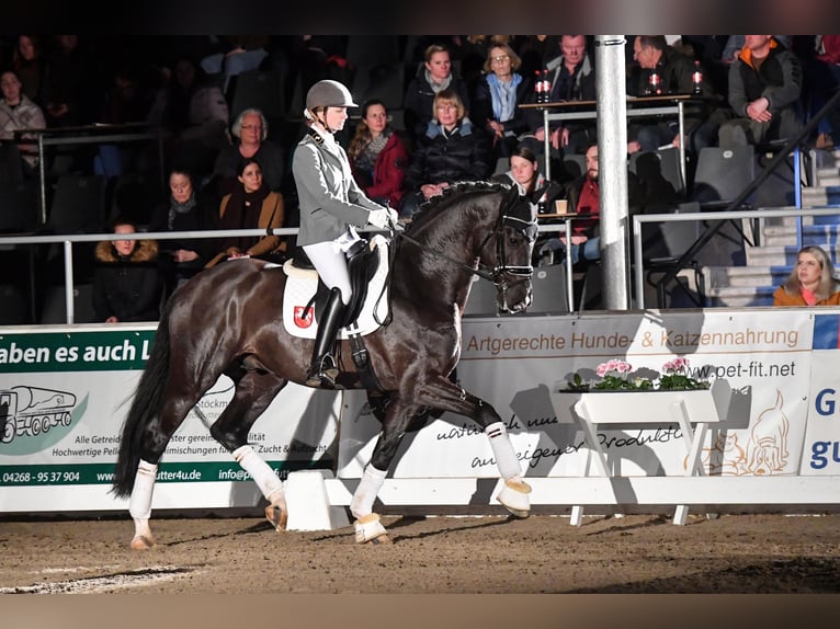 Westphalian Stallion in Adelheidsdorf