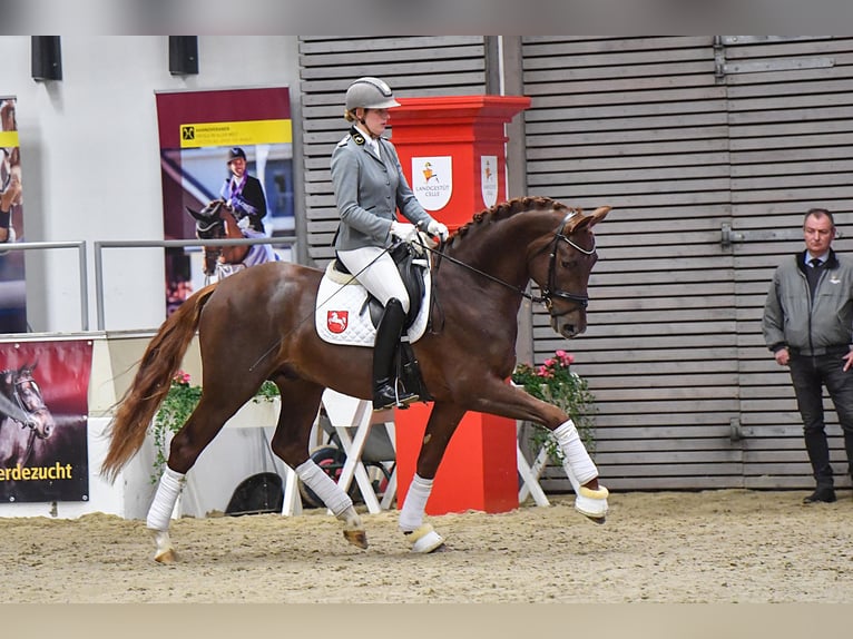 Westphalian Stallion in Adelheidsdorf