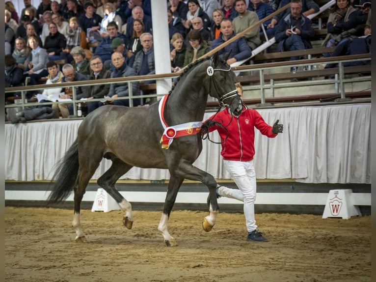 Westphalian Stallion in Adelheidsdorf