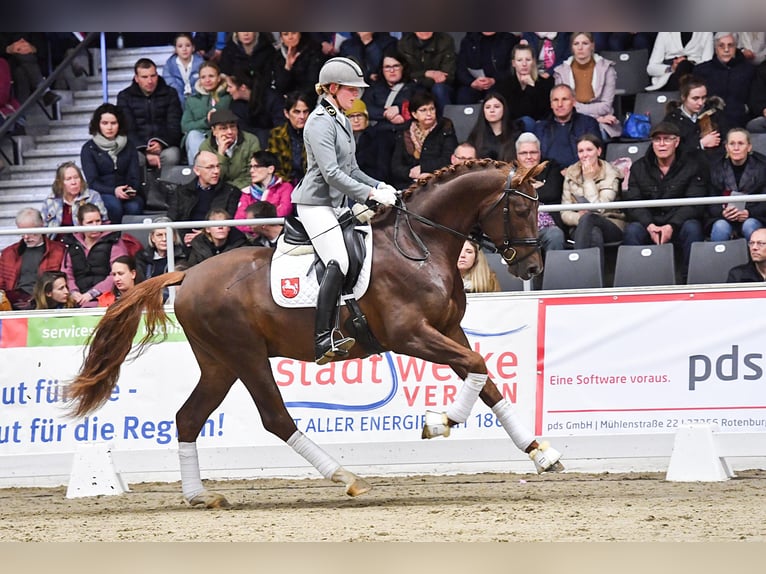 Westphalian Stallion in Adelheidsdorf