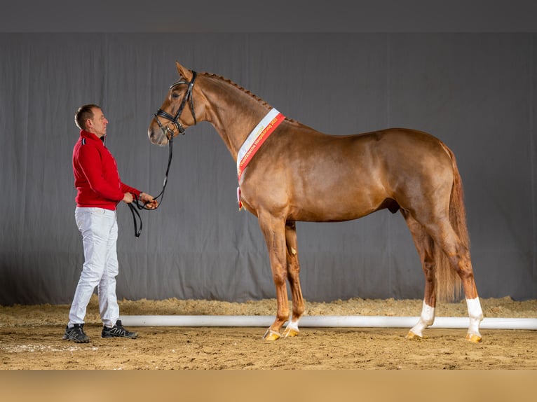 Westphalian Stallion in Adelheidsdorf