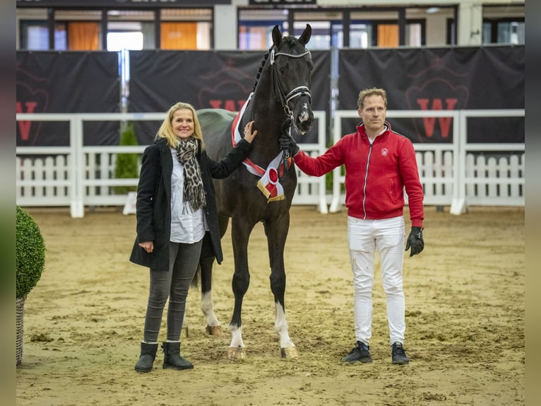 Westphalian Stallion in Adelheidsdorf