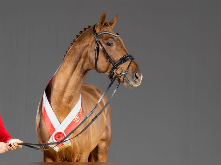 Westphalian Stallion in Adelheidsdorf
