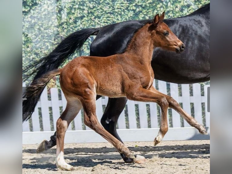 Westphalian Stallion Foal (01/2026) 11.2 hh Bay-Dark in OeldeOelde