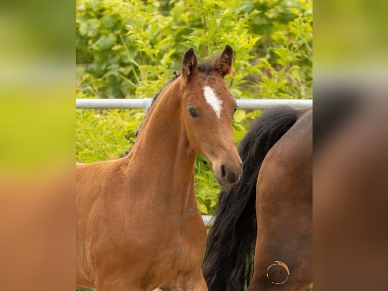 Westphalian Stallion Foal (04/2024) 16,1 hh Brown in Halsenbach