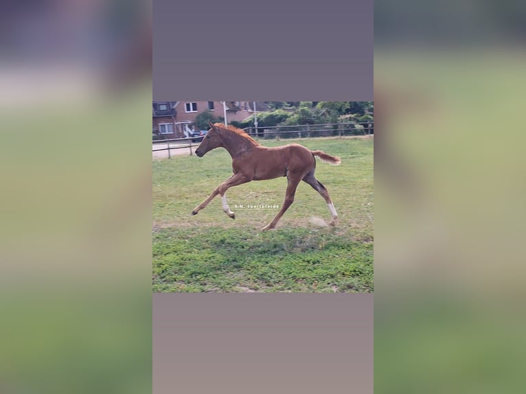Westphalian Stallion Foal (04/2026) 16.1 hh Chestnut-Red in Swiekatowo