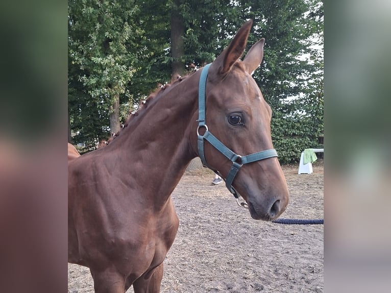 Westphalian Stallion Foal (04/2026) 16.1 hh Chestnut-Red in Swiekatowo