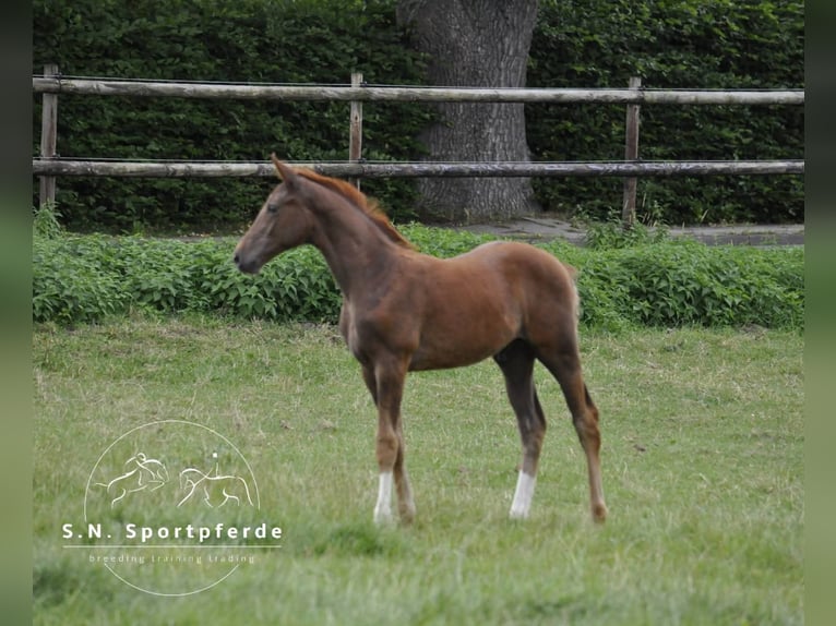 Westphalian Stallion Foal (04/2026) 16.1 hh Chestnut-Red in Swiekatowo