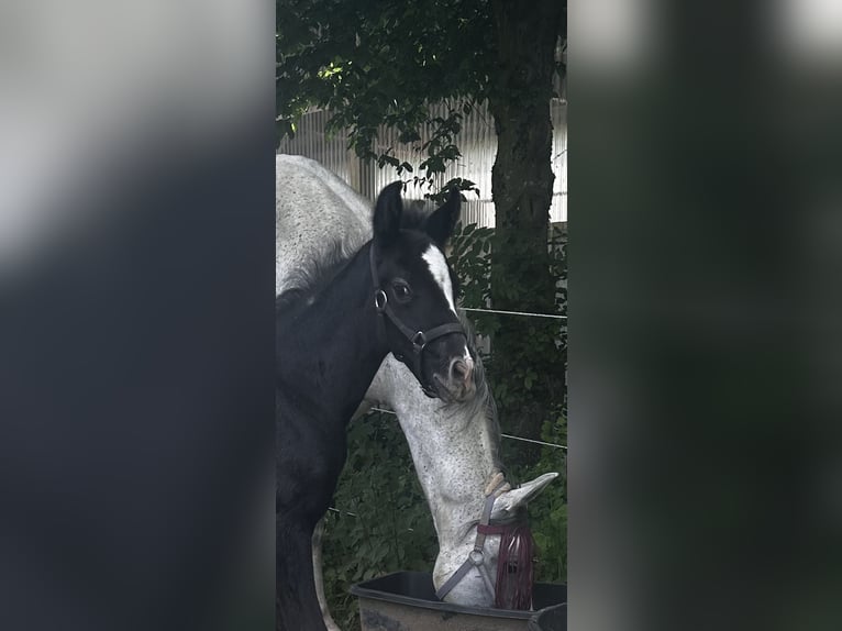 Westphalian Stallion Foal (05/2026) 16.1 hh Grey-Dark-Tan in Siegen