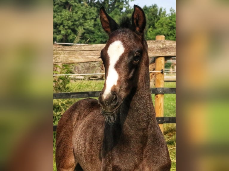 Westphalian Stallion Foal (05/2025) 16,1 hh Grey in Ennigerloh Westphalian Stallion Foal (05/2025) 16,1 hh Grey in Ennigerloh