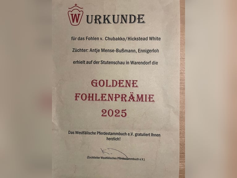 Westphalian Stallion Foal (05/2025) 16,1 hh Grey in Ennigerloh Westphalian Stallion Foal (05/2025) 16,1 hh Grey in Ennigerloh